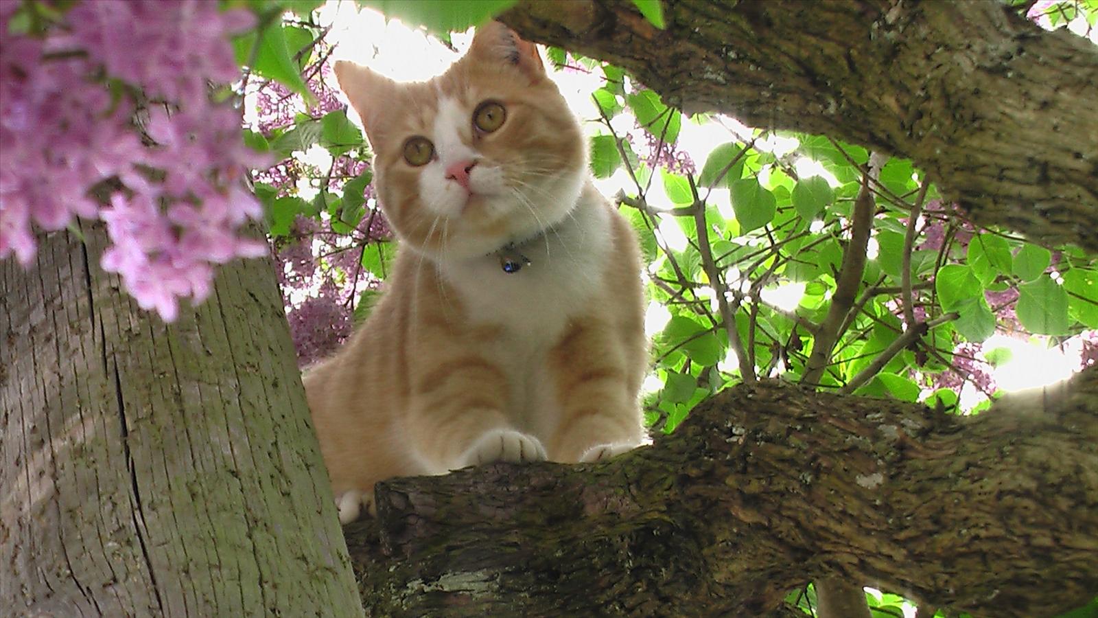 Fototävling - Sommarkatt 2009 