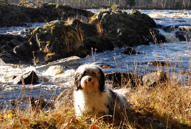 Månadens Bichon - November