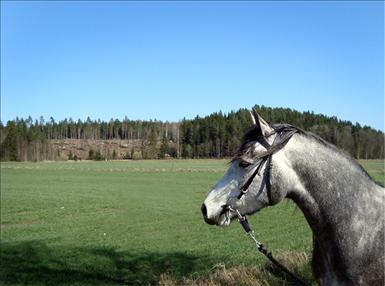 attlidvår09.jpg