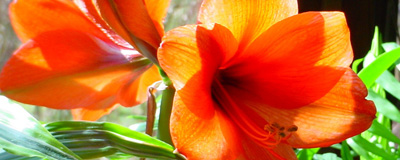 amaryllis.JPG