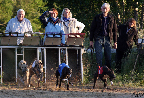start av greyhound lopp
