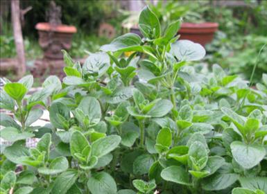 Oregano.jpg