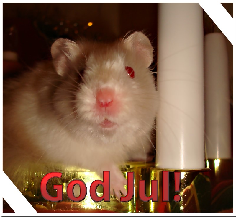 Jul Hamster Tävling 2010