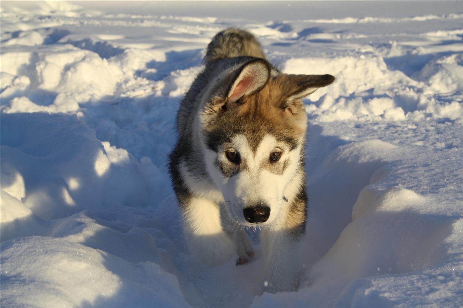 Månadens Hund - Januari