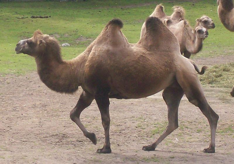 Kamel