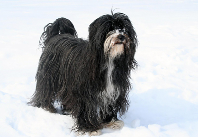 Tibetansk terrier.jpg