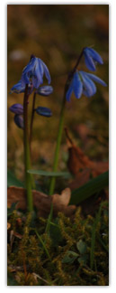 blomma.jpg