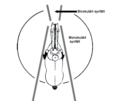 Hästens syn