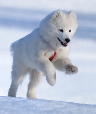 Samojed3.jpg