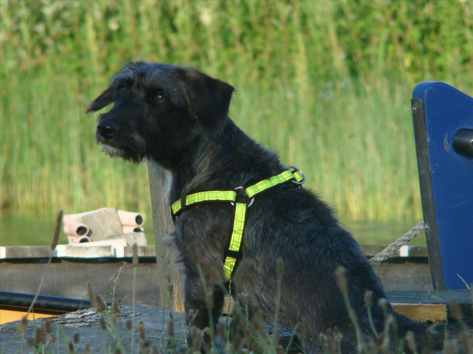 Månadens Hund - November