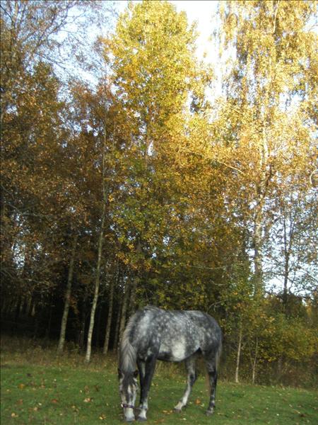 elinoremagganhöst09.jpg