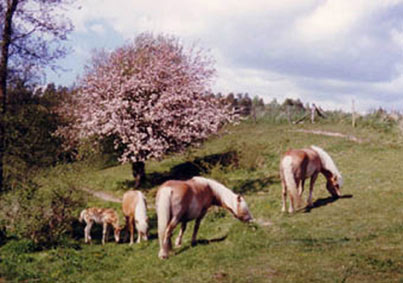 bild1.jpg
