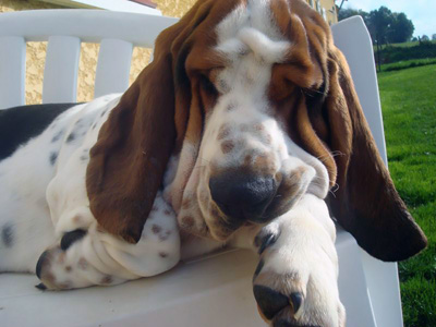 Basset hound