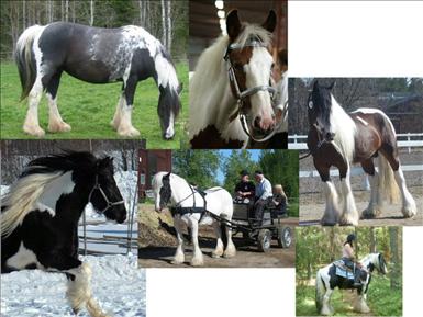 Irish Cob