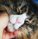 katt.jpg
