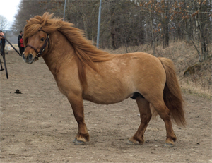 kronblads_pommac_hp09.jpg