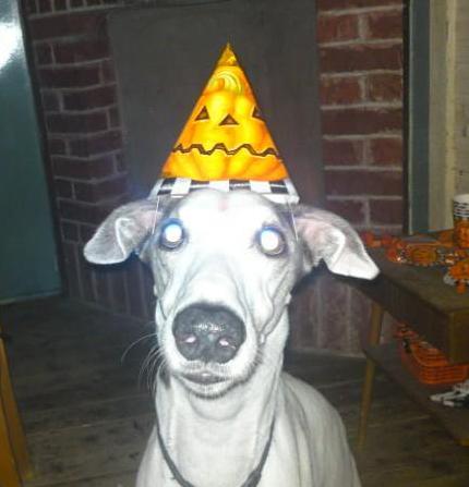 Månadens Hund - November