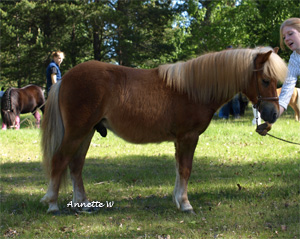 kallarbackens_amarillo_malmk09.jpg