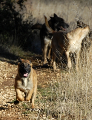 Malinois