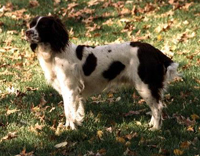 Engelsk springer spaniel 