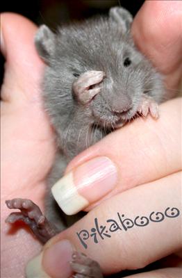 Pikabooo.jpg