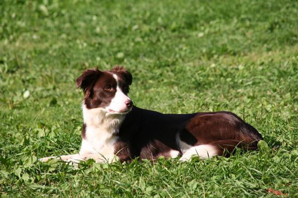 Border collie
