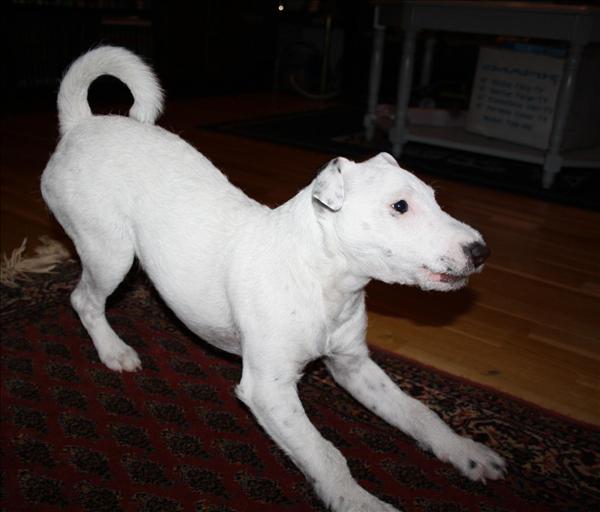 Jack russell terriern Hugo. Foto: Empisen.