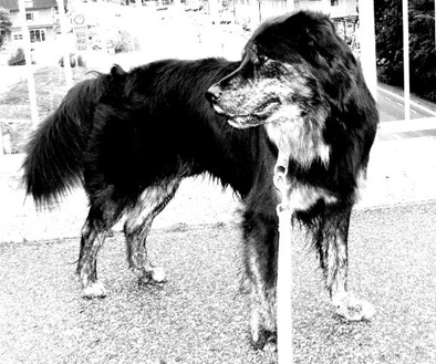 hund4.jpg