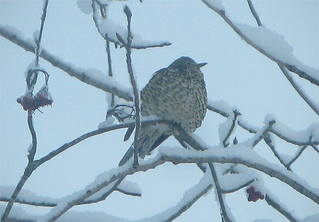 Januarifågel-i-rönn-20-minu.jpg