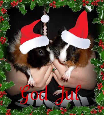 Marsvinslove önskar God Jul!