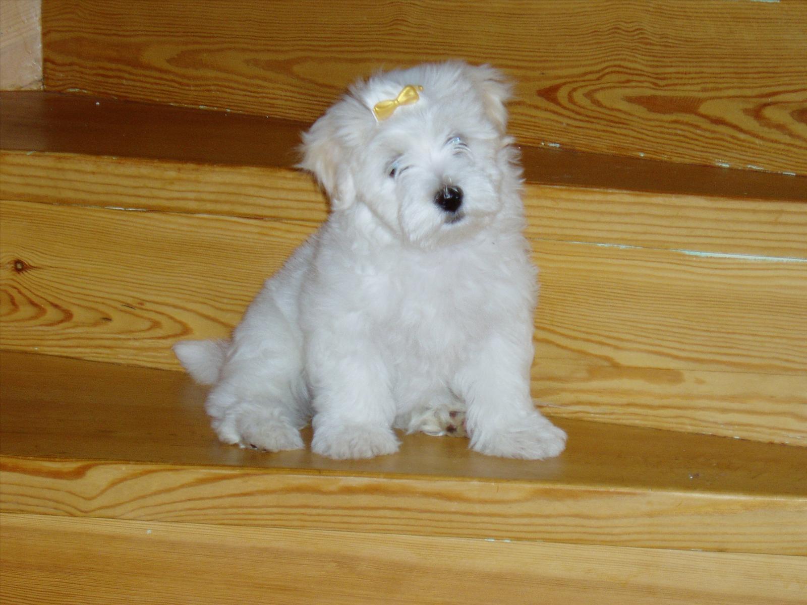 Månadens bichon april.