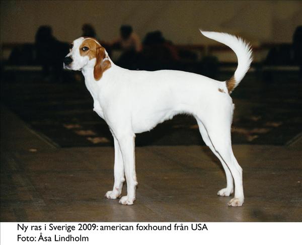 American foxhound