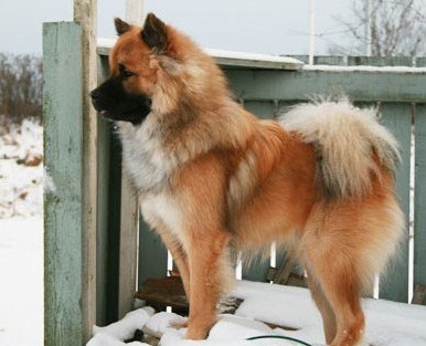 Eurasier6.jpg