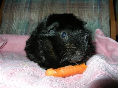 guinea-animals-domestic-1176712-l.jpg