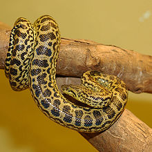 220px-Anaconda_jaune_34.JPG