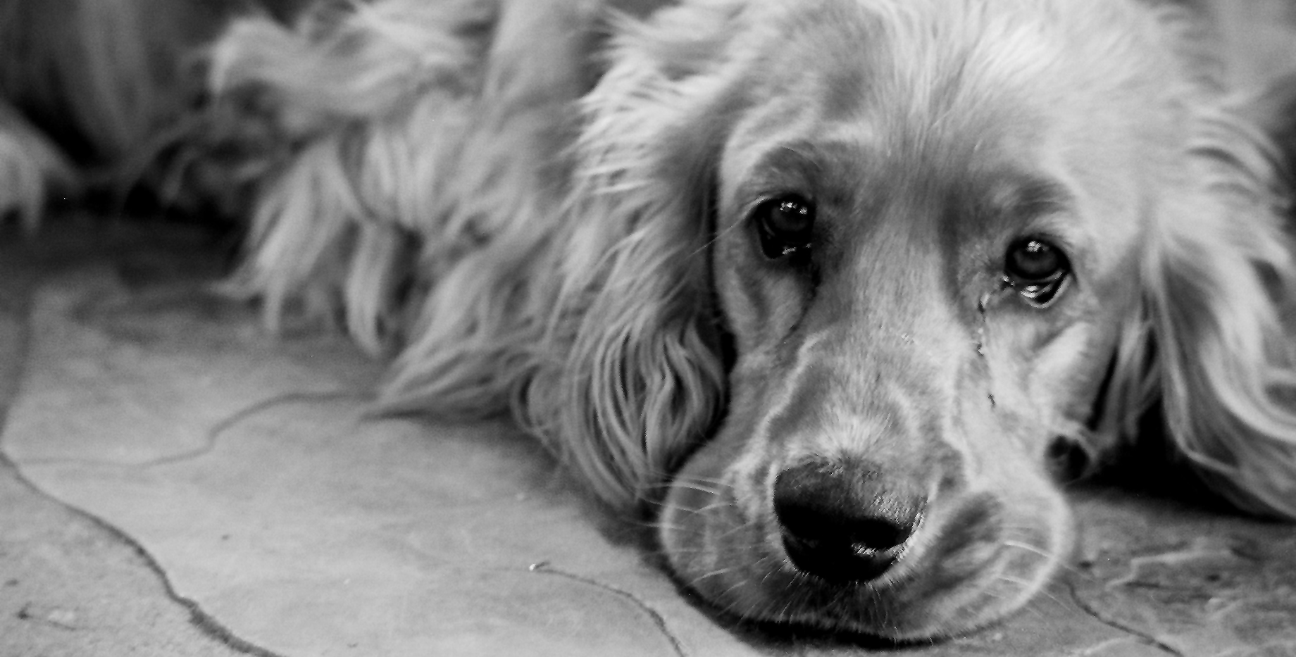 spaniel.jpg