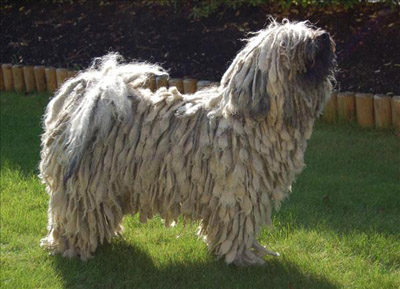 Puli