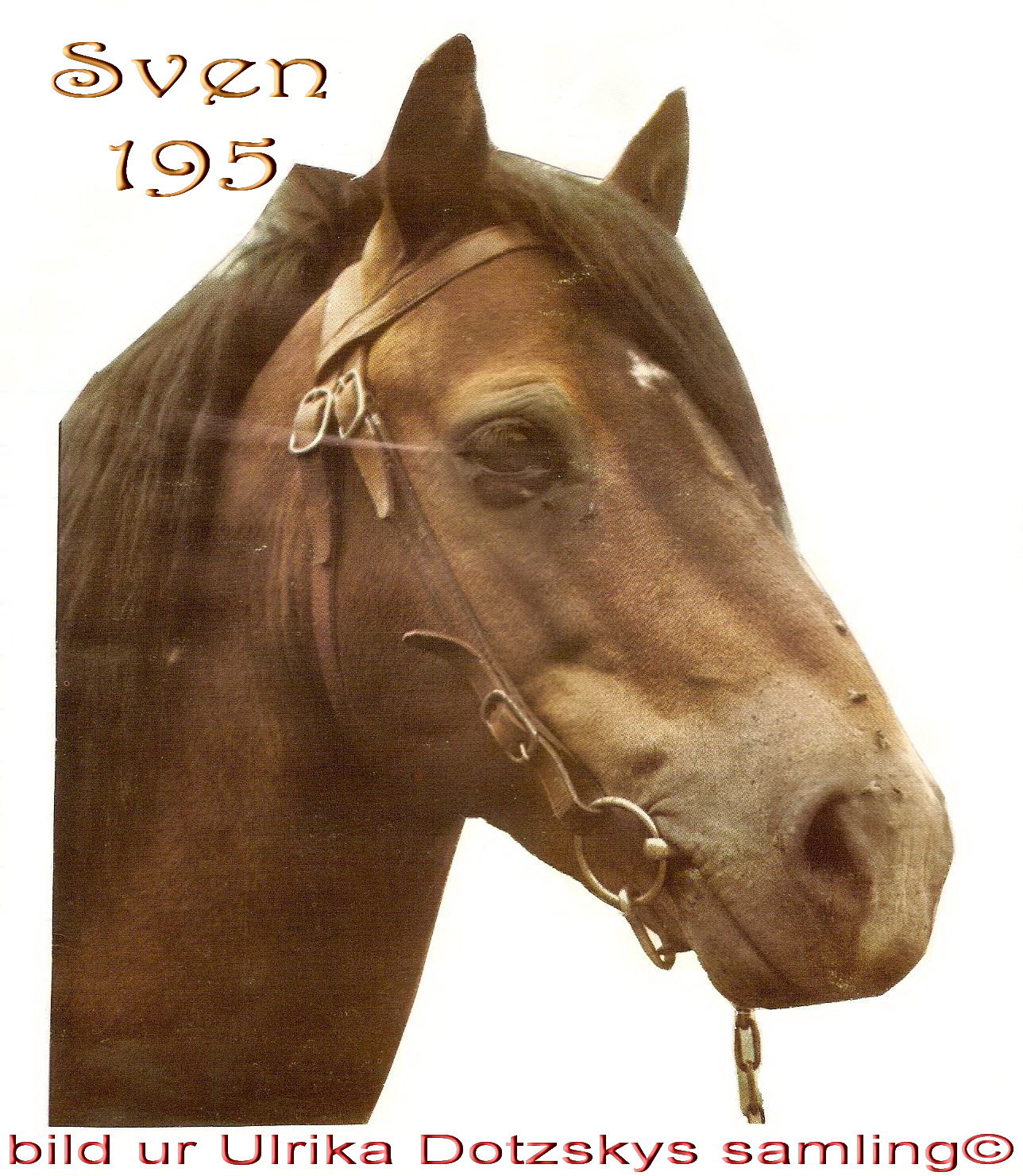 Sven 195