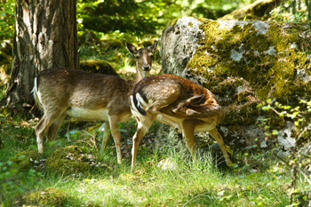 Hjortar på bete