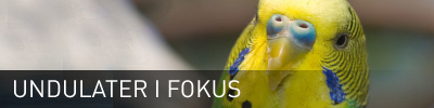 Sidhuvud för Undulater <a href=