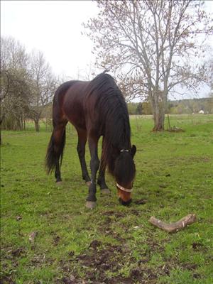 bullerbytjejen.jpg