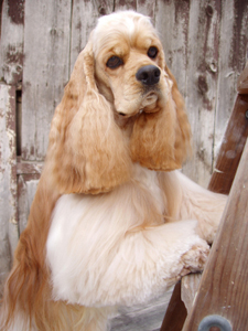 Amerikansk cocker spaniel