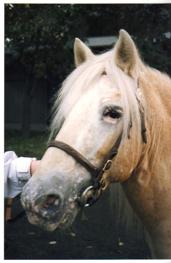 Donald S 257, foto: Liselotte Erixon©