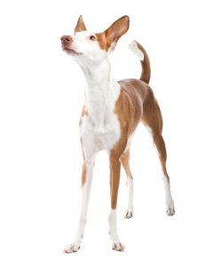Podenco ibicenco, korthårig