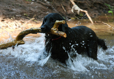 Flatcoated retriever