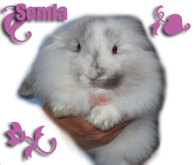 semla01.jpg