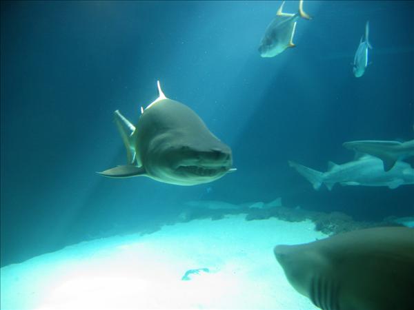 shark_IMG_6773_.jpg