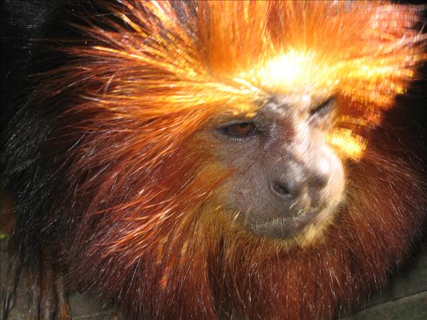 monkey.jpg