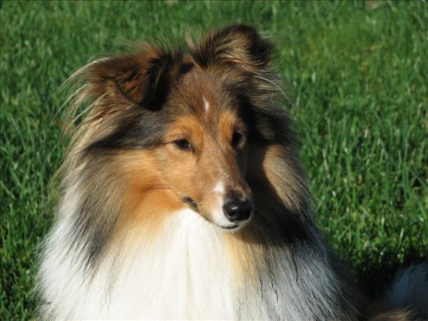 Shetland sheepdog