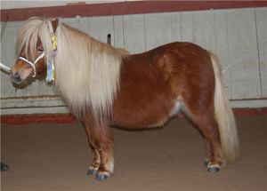 parlington_henrietta_norraasum09.jpg